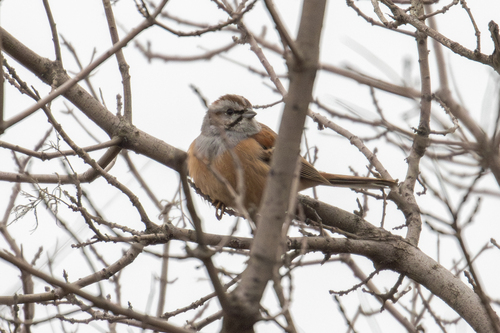 Godlewski's Bunting (Emberiza godlewskii)