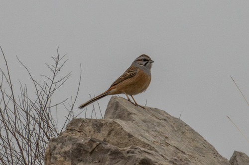 Godlewski's Bunting (Emberiza godlewskii), photo 2