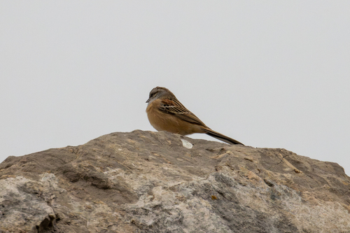 Godlewski's Bunting (Emberiza godlewskii), photo 8