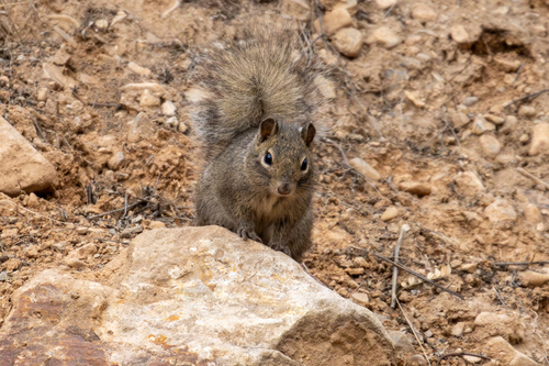 Pere David's Rock Squirrel (Sciurotamias davidianus)