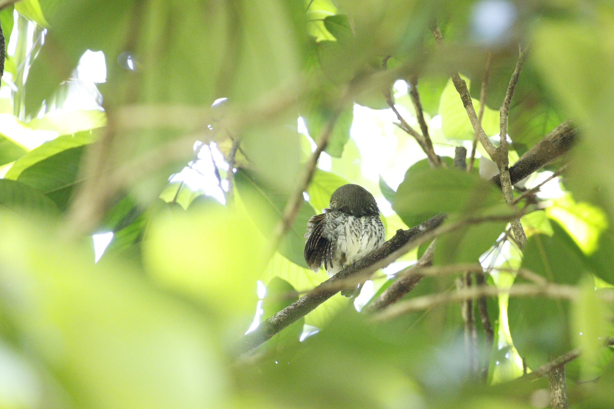 Chestnut-backed Owlet (Glaucidium castanotum), photo 4