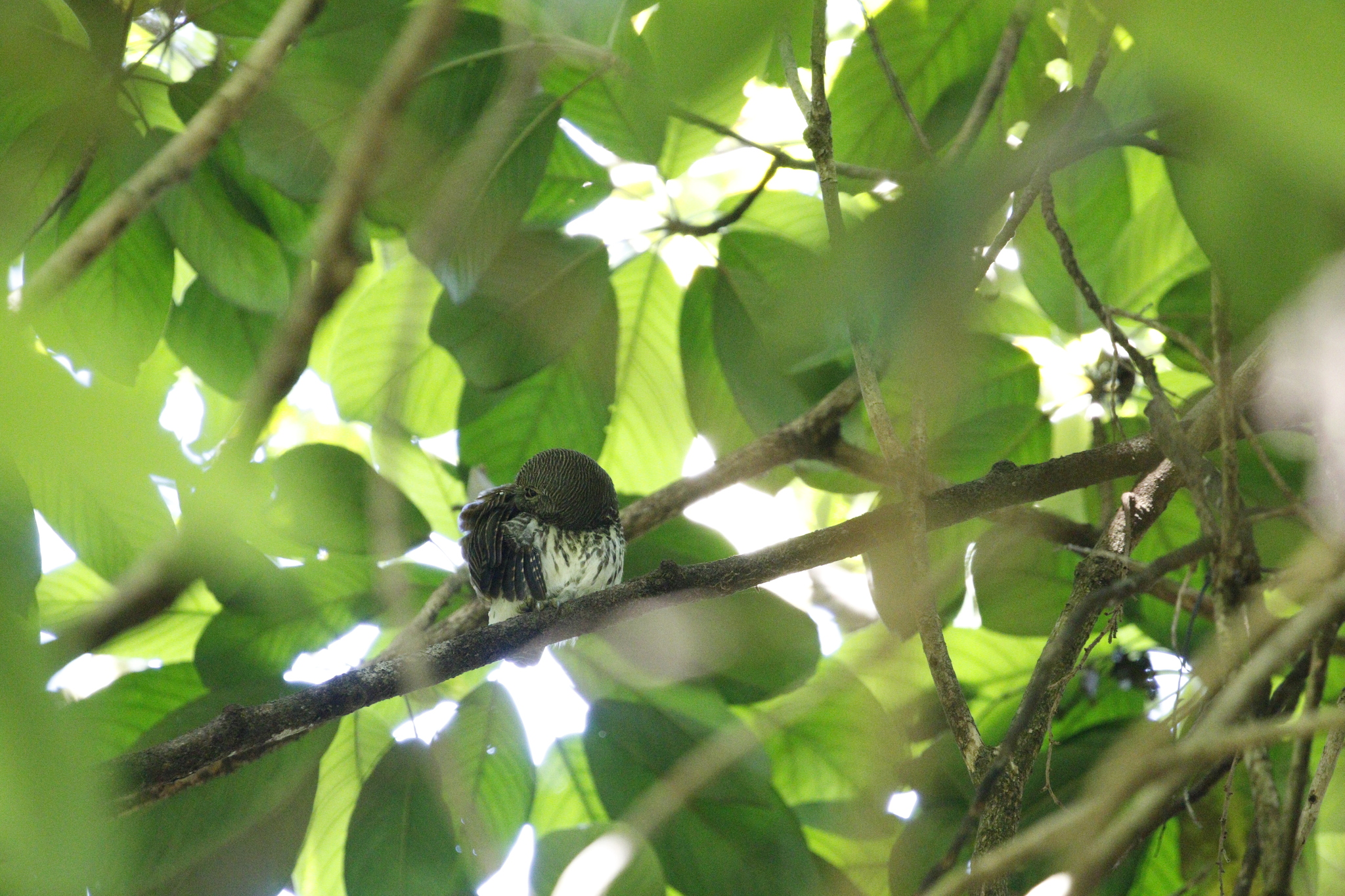 Chestnut-backed Owlet (Glaucidium castanotum), photo 3