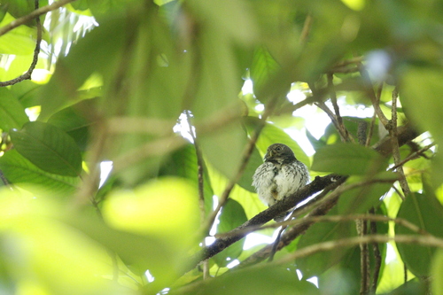 Chestnut-backed Owlet (Glaucidium castanotum), photo 8