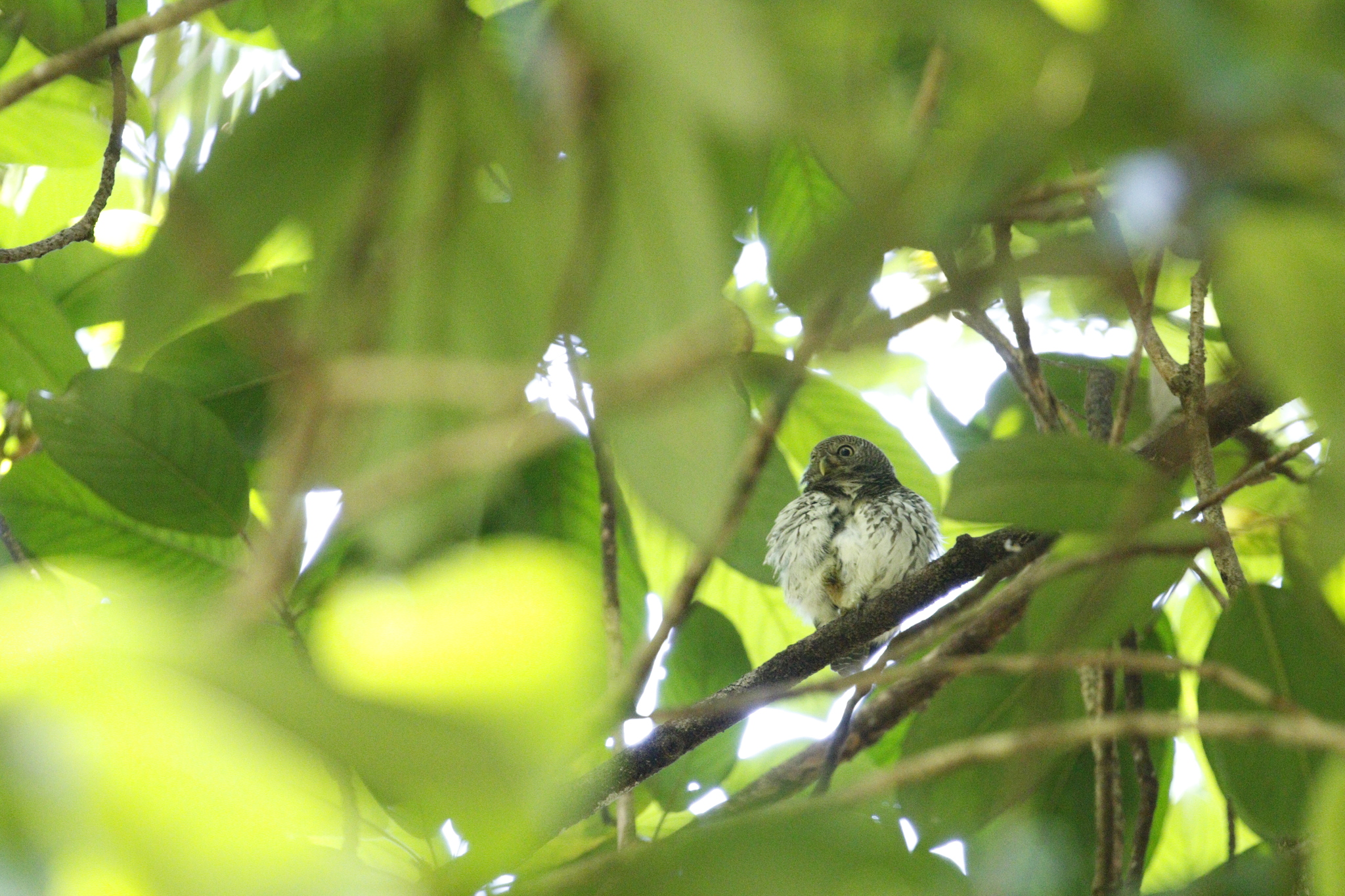Chestnut-backed Owlet (Glaucidium castanotum), photo 5
