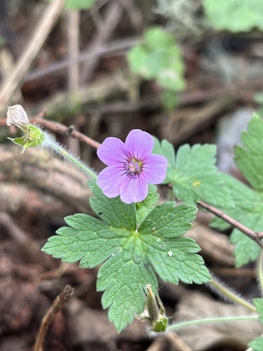 Geranium arabicum