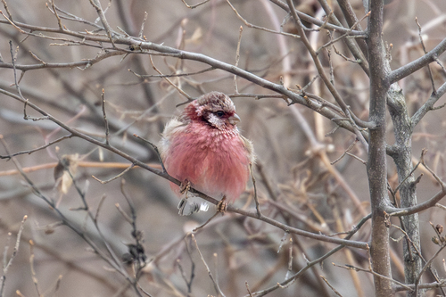 Carpodacus sibiricus lepidus