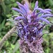 Lobelia columnaris