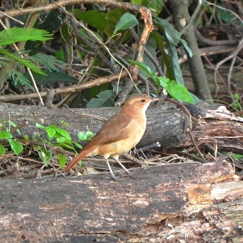 Rufous Hornero