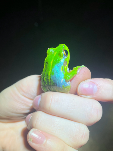 Moore's Frog, Ranoidea moorei