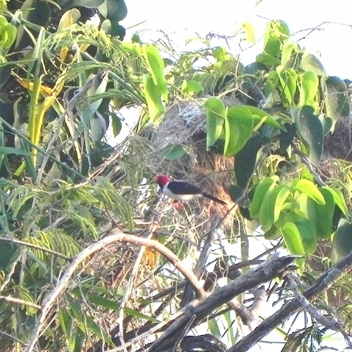 Yellow-billed Cardinal (Paroaria capitata), photo 5