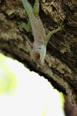 La Desirade Anole photo 2