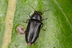 Maoraxia eremita