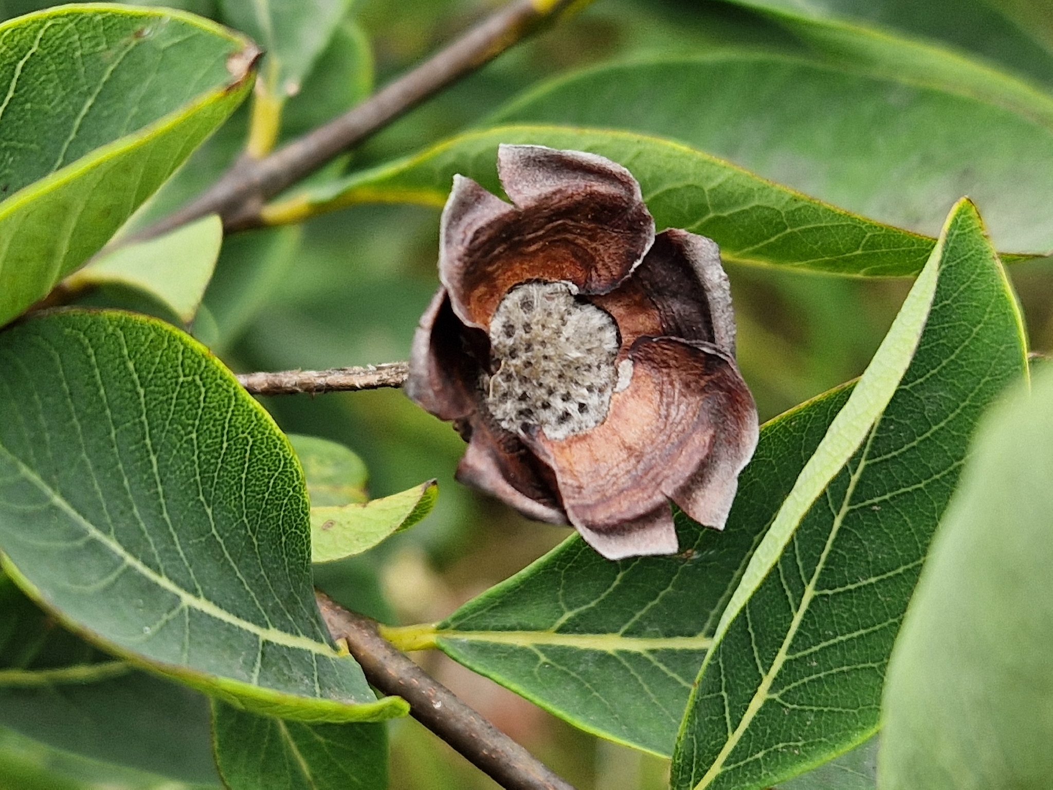 Imagem de Dais cotinifolia
