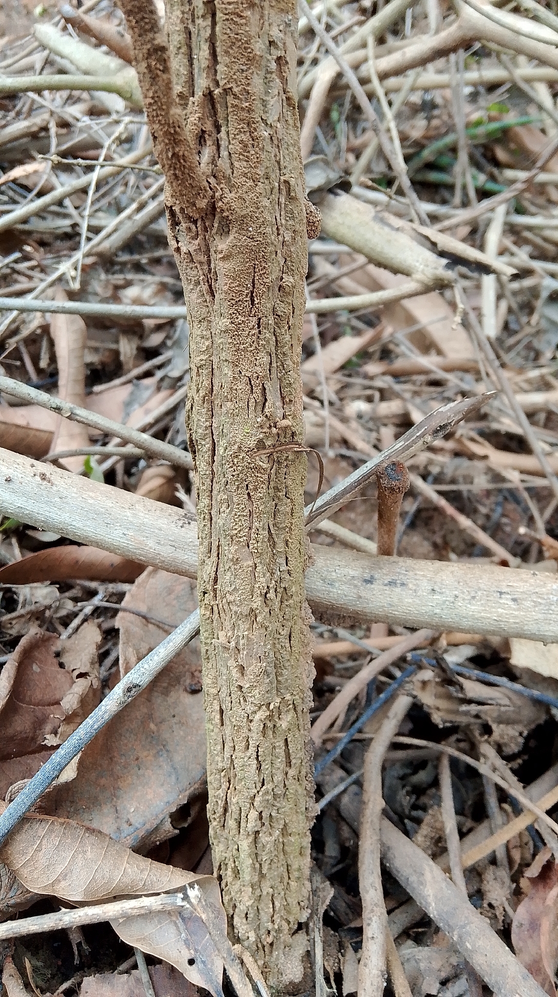 Zeyheria tuberculosa