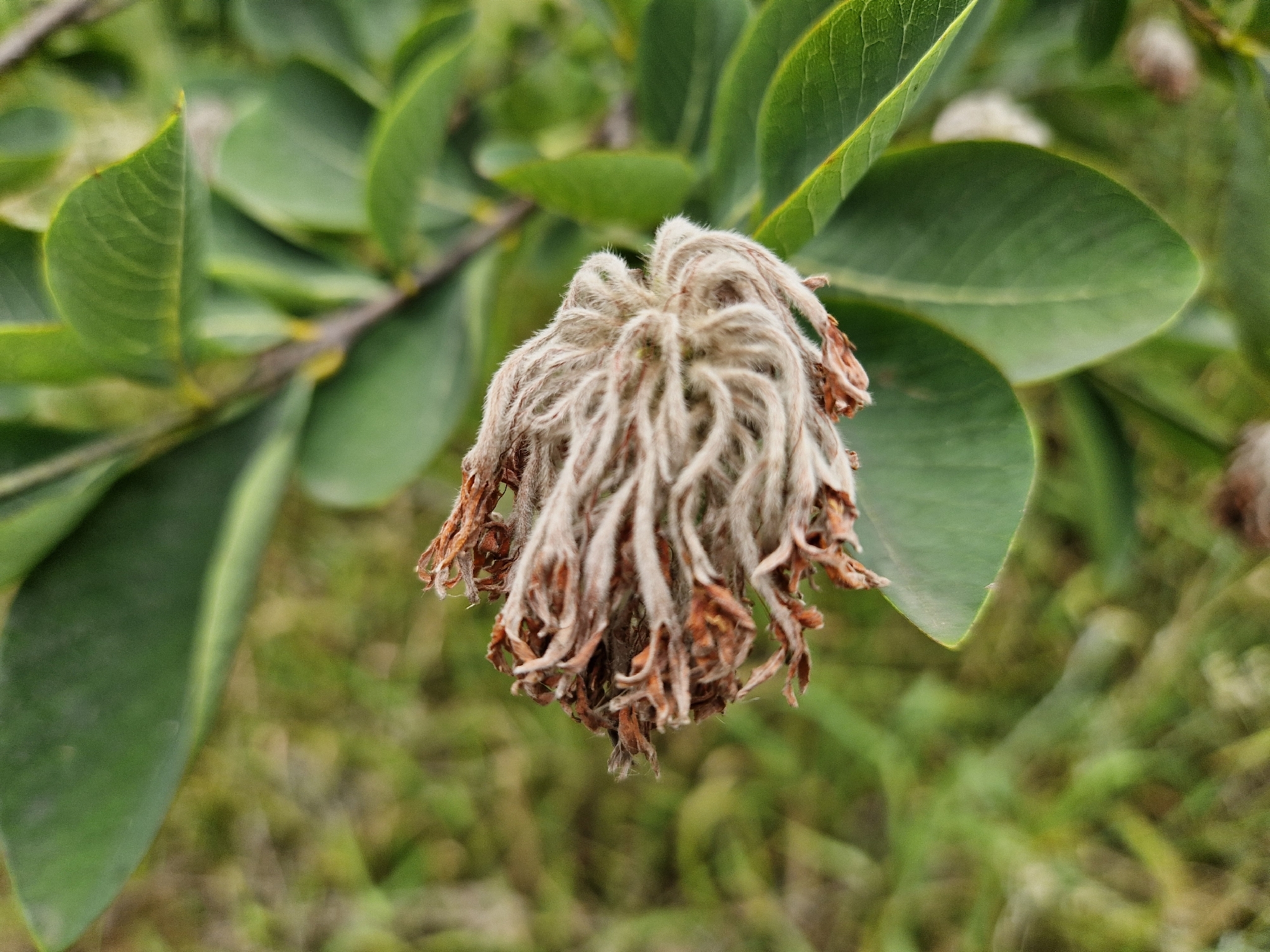 Imagem de Dais cotinifolia