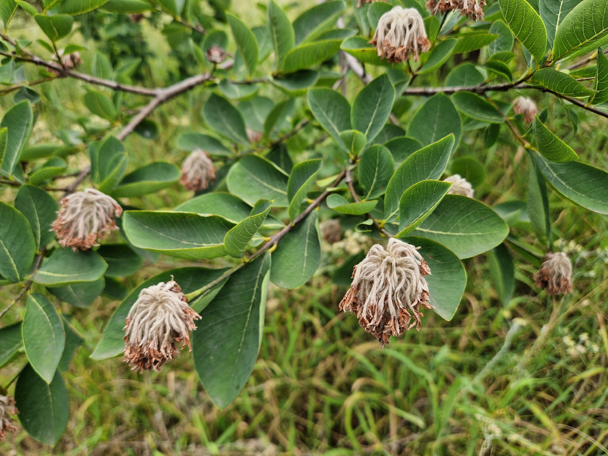 Imagem de Dais cotinifolia