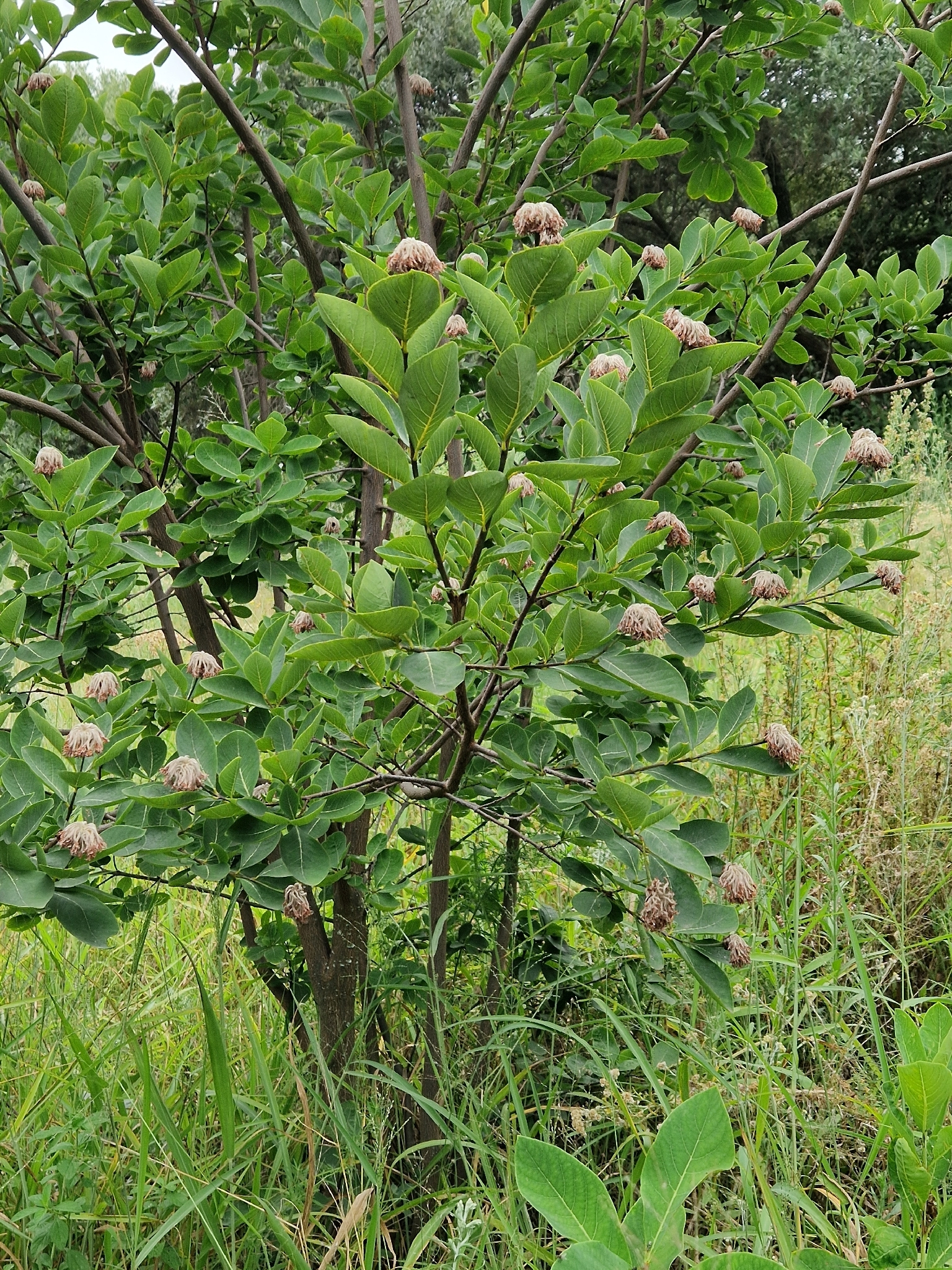 Imagem de Dais cotinifolia