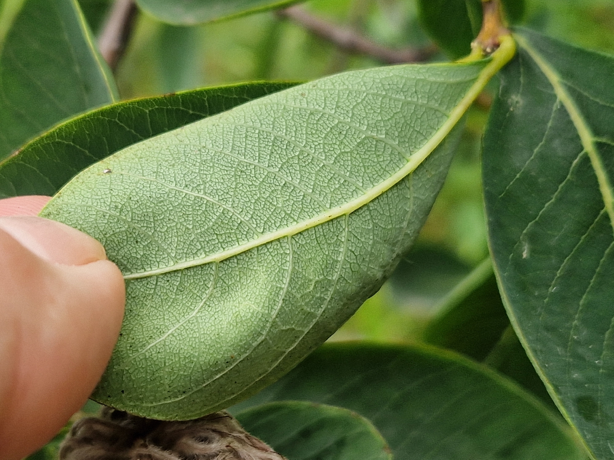 Imagem de Dais cotinifolia