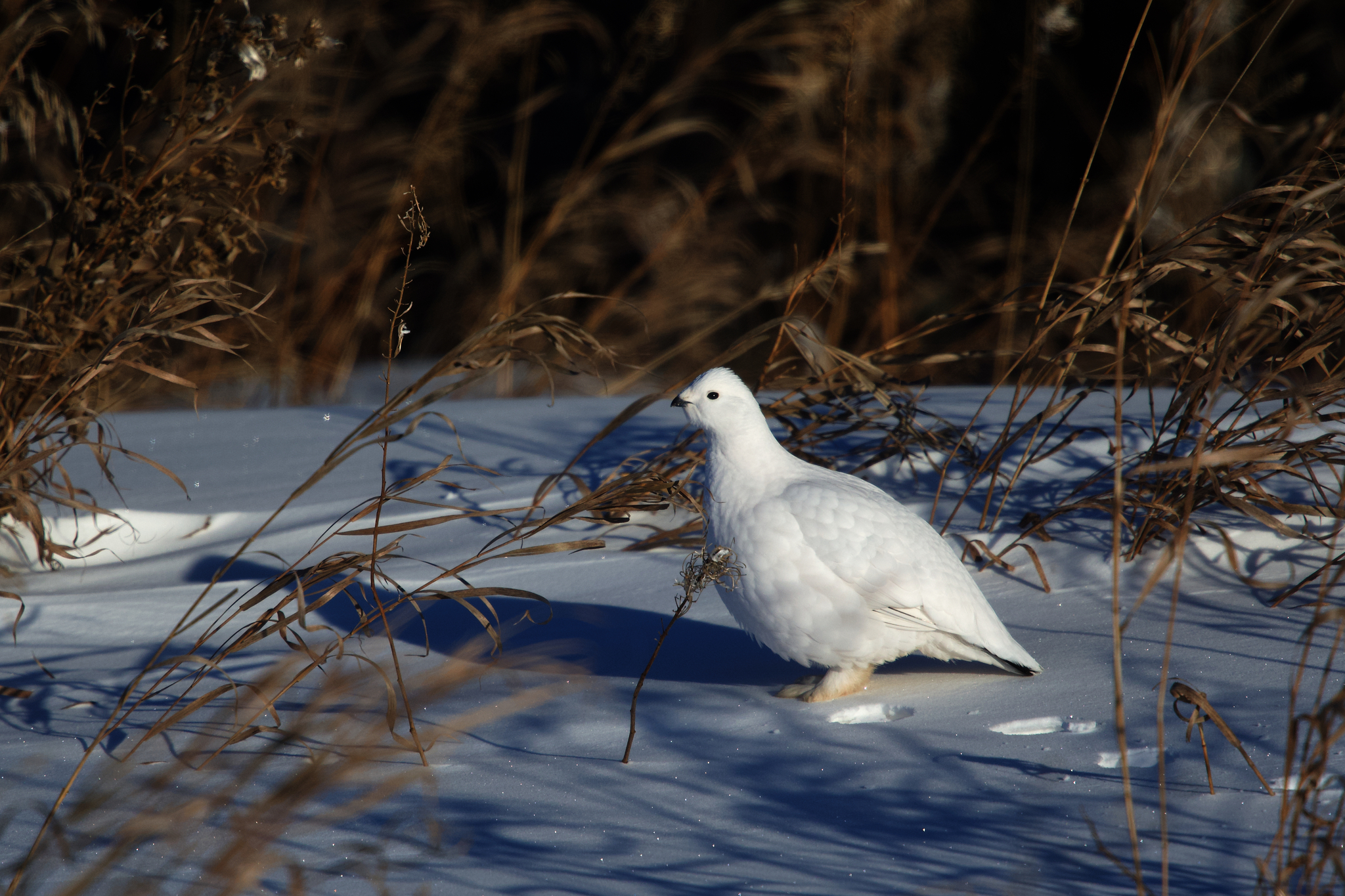 Willow Ptarmigan (Lagopus lagopus), photo 1