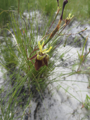 Moraea inconspicua