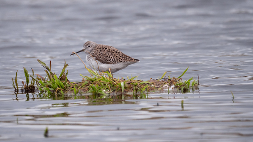 iNaturalist: (c) tatianakirova, some rights reserved (CC BY-NC) iNaturalist image