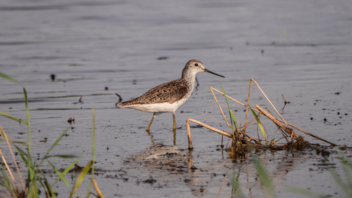 iNaturalist: (c) tatianakirova, some rights reserved (CC BY-NC) iNaturalist image