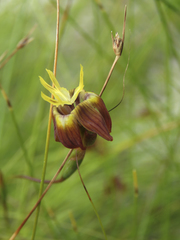 Moraea inconspicua