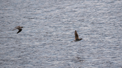 iNaturalist: (c) tatianakirova, some rights reserved (CC BY-NC) iNaturalist image