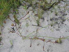 Moraea inconspicua