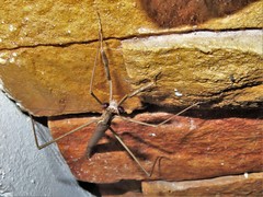 Phasmomantis sumichrasti