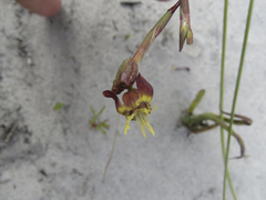Moraea inconspicua