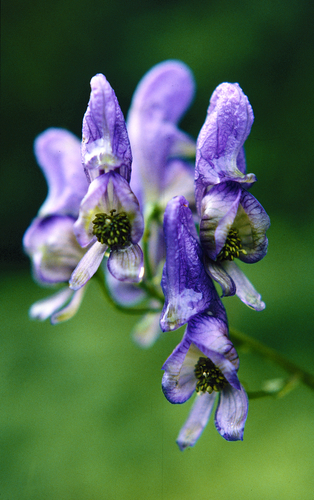 Manchurian Monkshood (Aconitum variegatum)