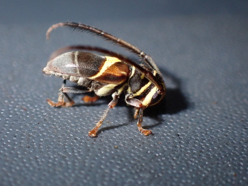 Hemiloapis