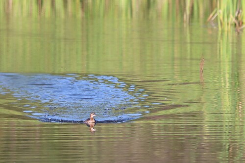 iNaturalist: (c) Пакалнис Дэниел, some rights reserved (CC BY-NC), uploaded by Пакалнис Дэниел iNaturalist image