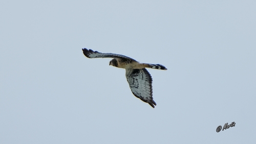 iNaturalist: (c) Martin Etsebeth, some rights reserved (CC BY-NC), uploaded by Martin Etsebeth iNaturalist image