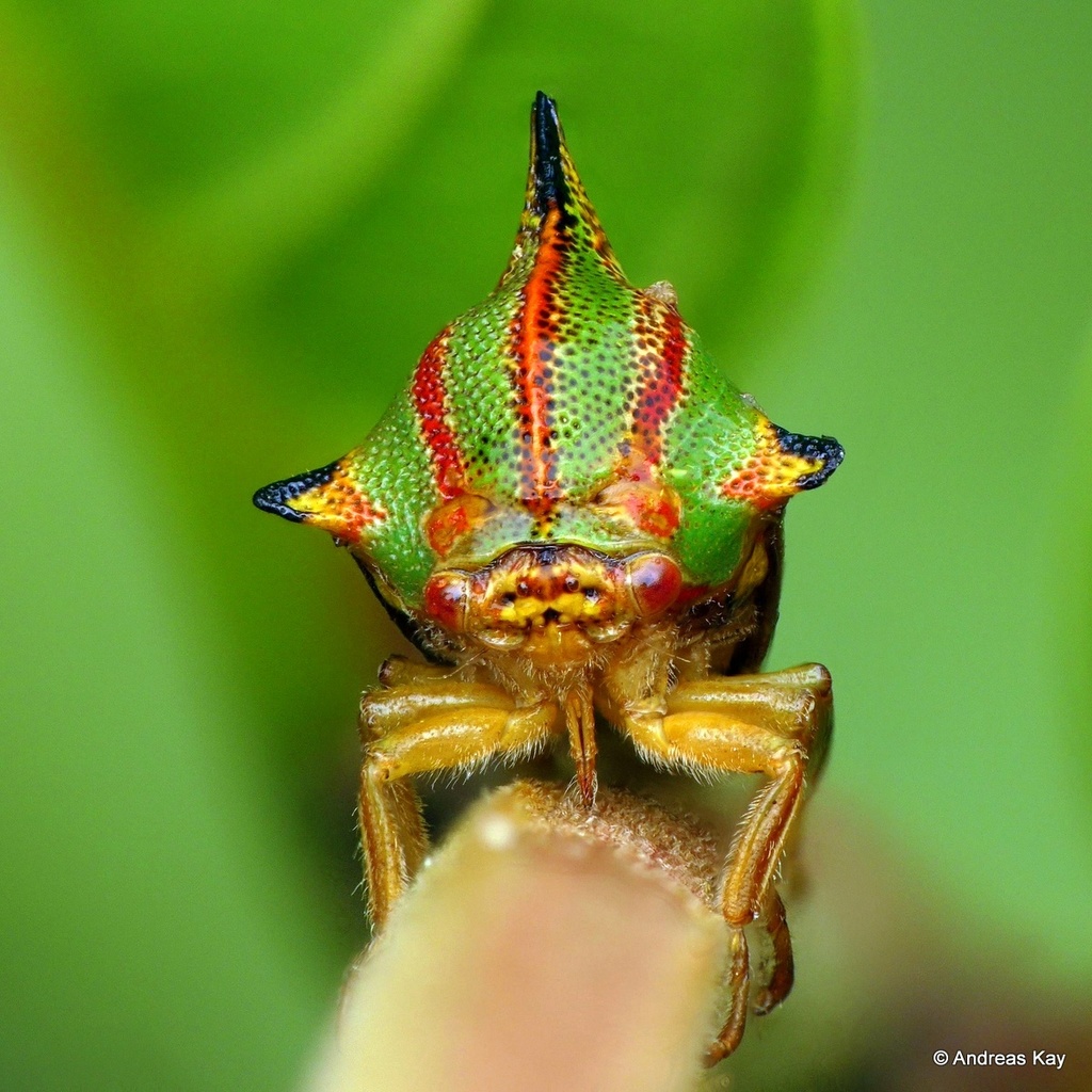 Umbonia pyramidalis