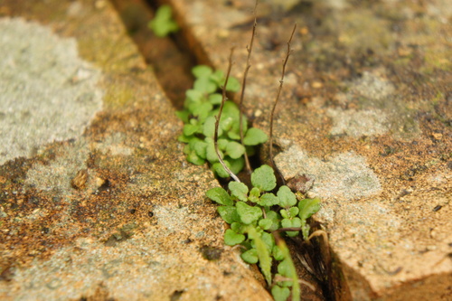 Field speedwell