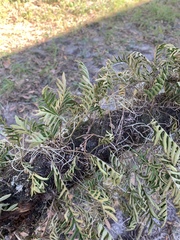 Pleopeltis michauxiana