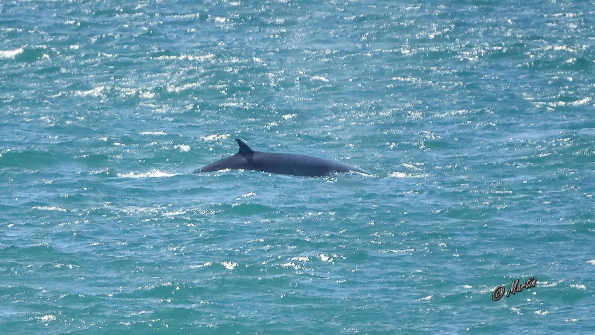 Balaenoptera edeni