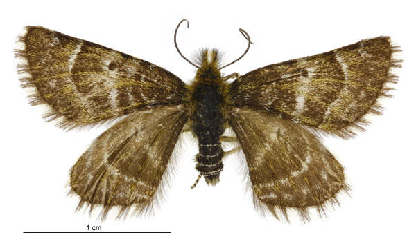 Dasyuris pluviata