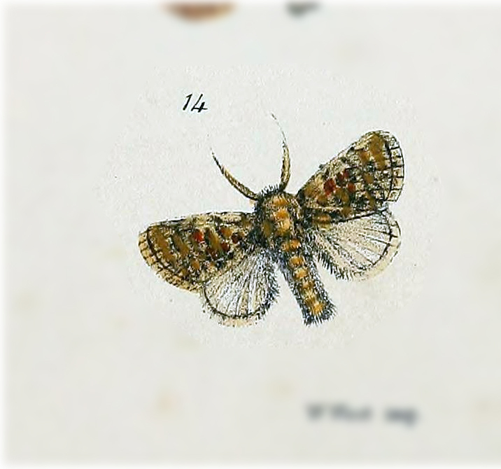 Altha adala