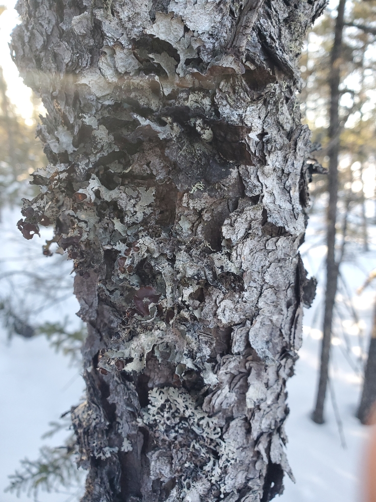 Crumpled Rag Lichen from Lake County, US-MN, US on February 9, 2020 at ...