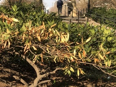 Synanthedon exitiosa