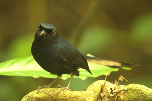 Copsychus niger observed 2026-01-18