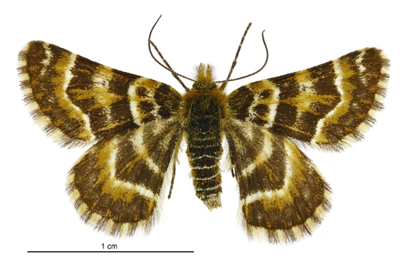 Golden Spotted Looper