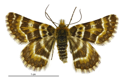 Dasyuris transaurea