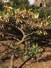 Synanthedon exitiosa