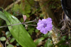 Ruellia breedlovei