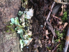 Cetrelia cetrarioides