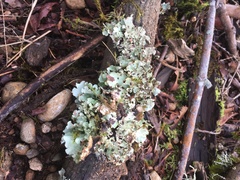 Cetrelia cetrarioides